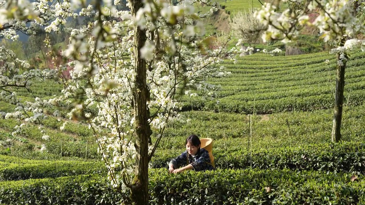 湖北：一位年轻姑娘在恩施玉露茶叶基地采摘春茶视频素材