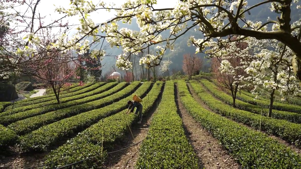 湖北：一位年轻姑娘在恩施玉露茶叶基地采摘春茶视频素材