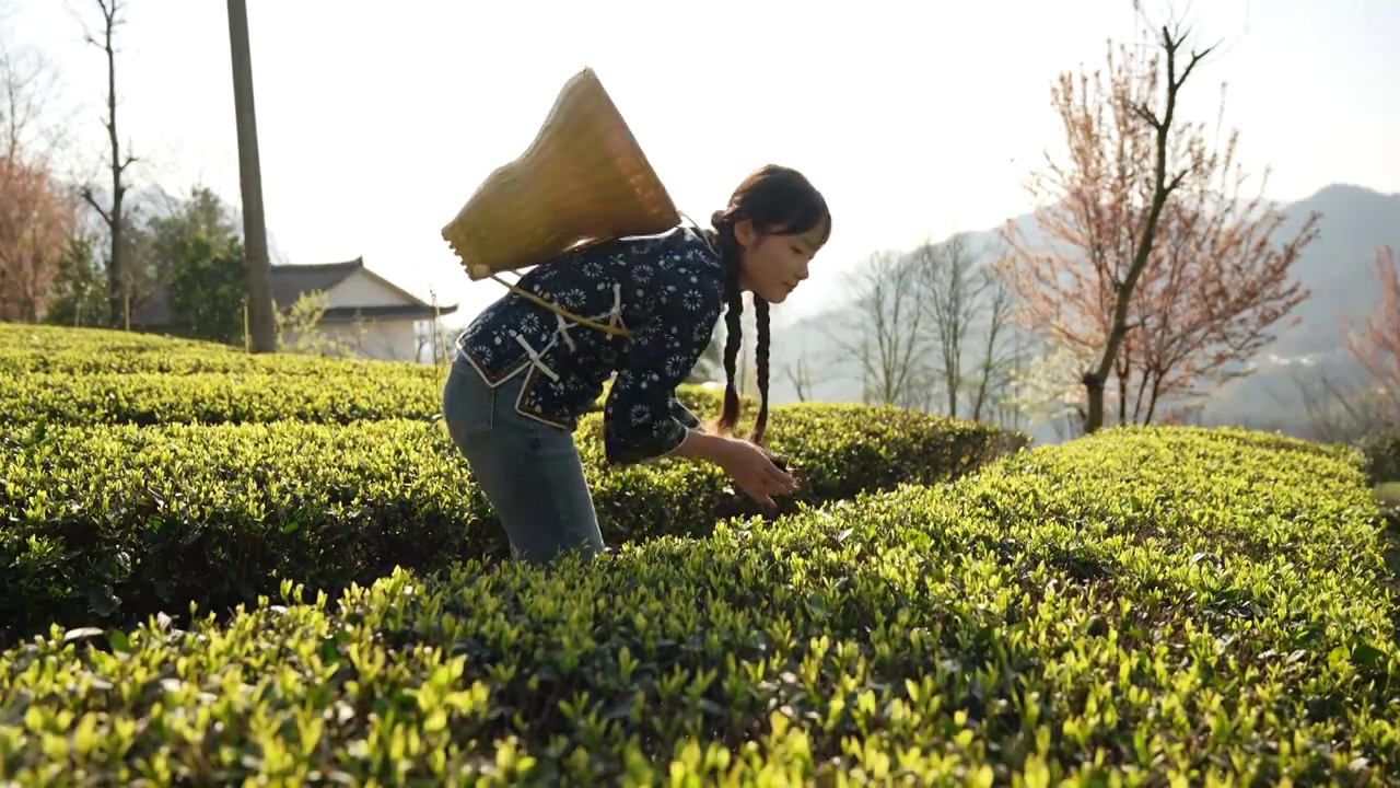 湖北：一位年轻姑娘在恩施玉露茶叶基地采摘春茶视频素材