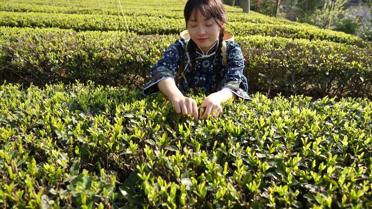 湖北：一位年轻姑娘在恩施玉露茶叶基地采摘春茶视频素材