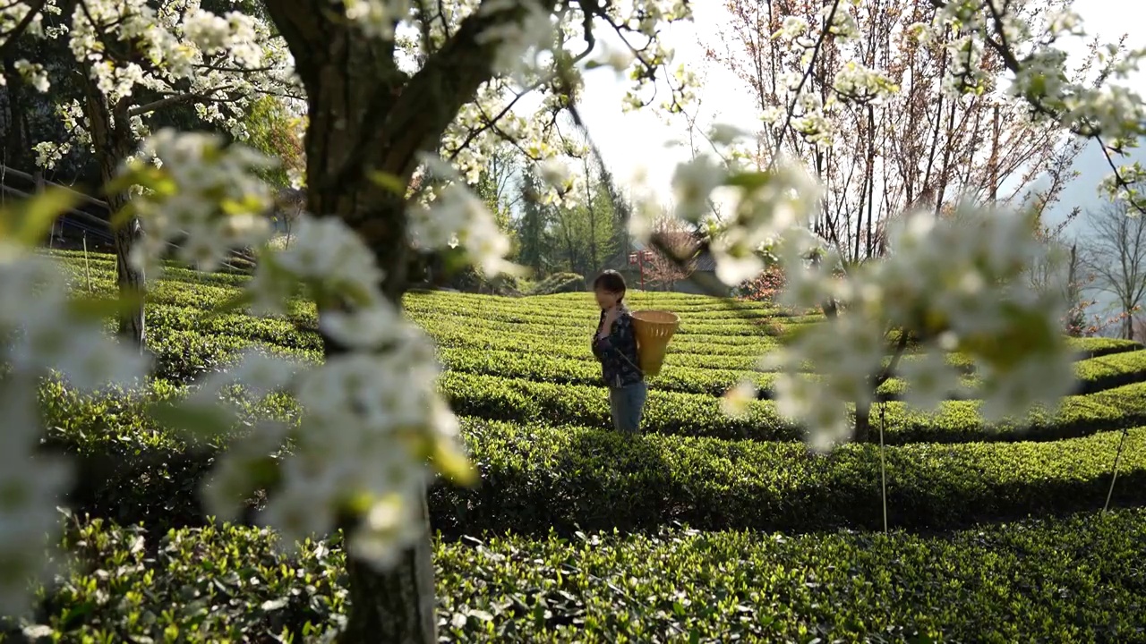 湖北：一位年轻姑娘在恩施玉露茶叶基地采摘春茶视频素材