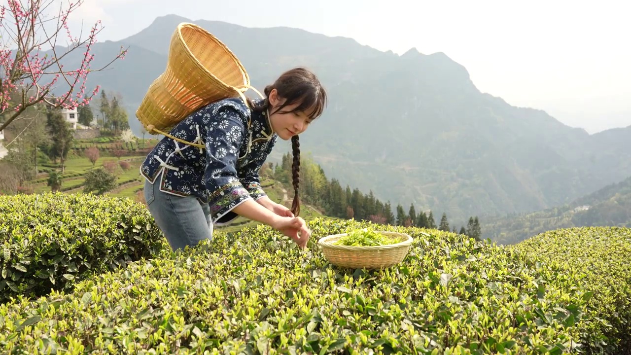 湖北：一位年轻姑娘在恩施玉露茶叶基地采摘春茶视频素材