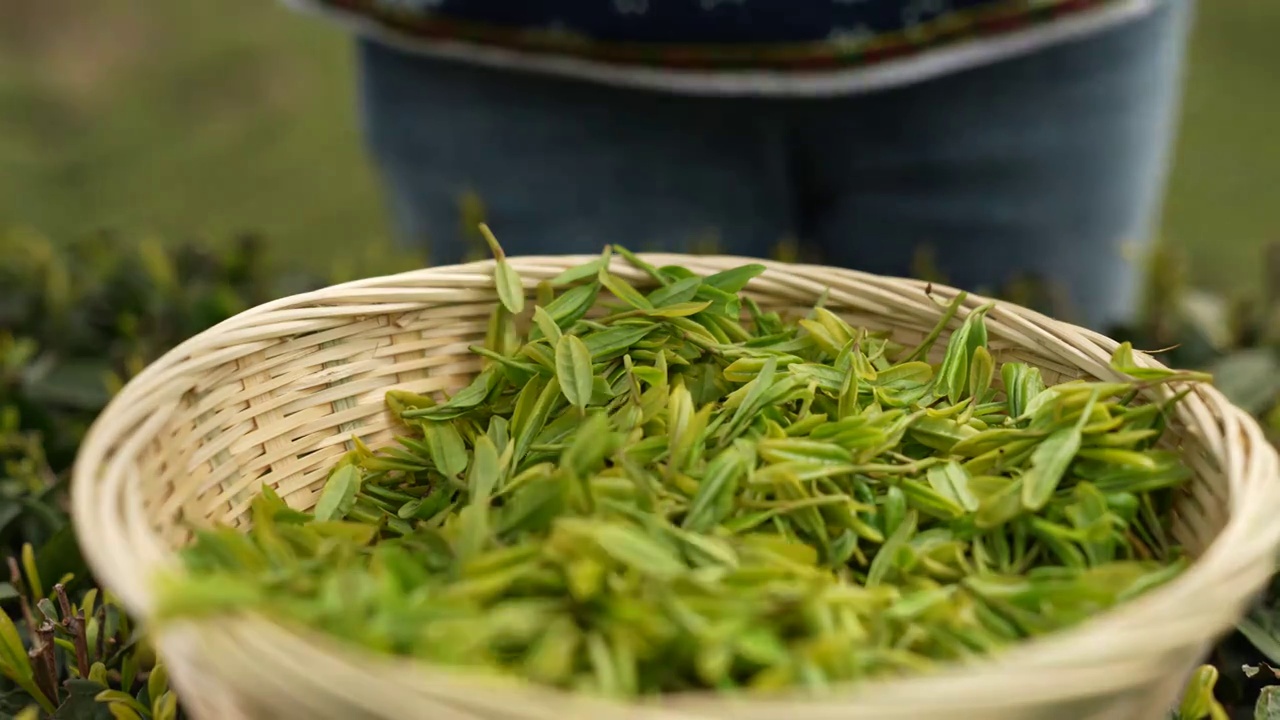 春天采摘的茶叶鲜叶视频素材