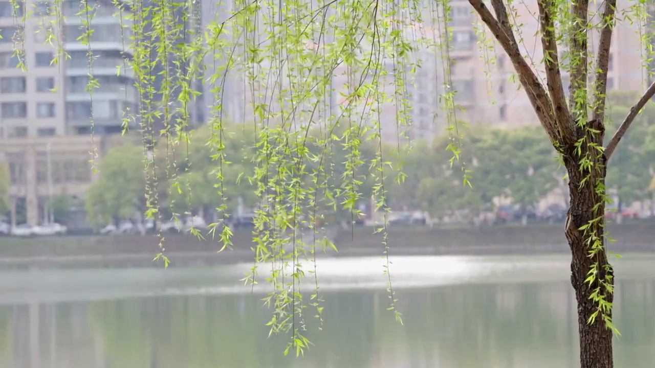 春暖花开，春天武汉西北湖广场湖边边的柳树和柳枝视频素材