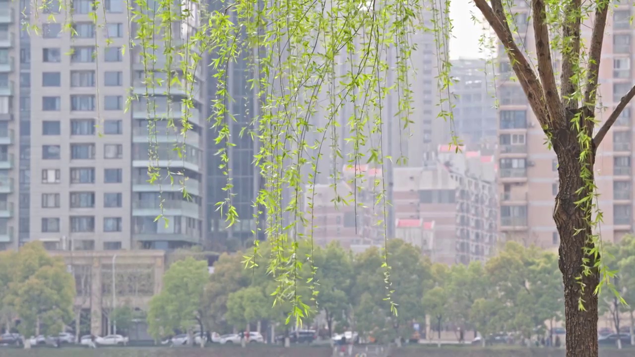 春暖花开，春天武汉西北湖广场湖边边的柳树和柳枝视频素材