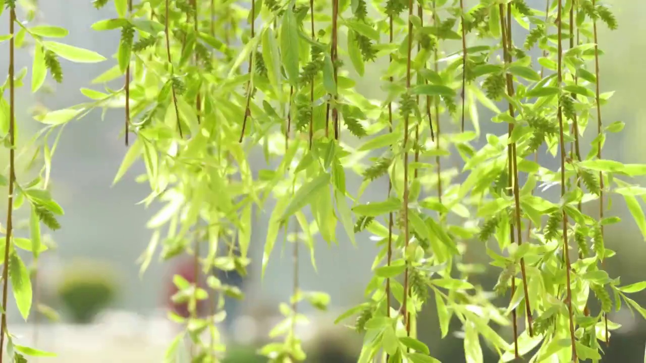 春暖花开，春天武汉西北湖广场湖边边的柳树和柳枝视频素材