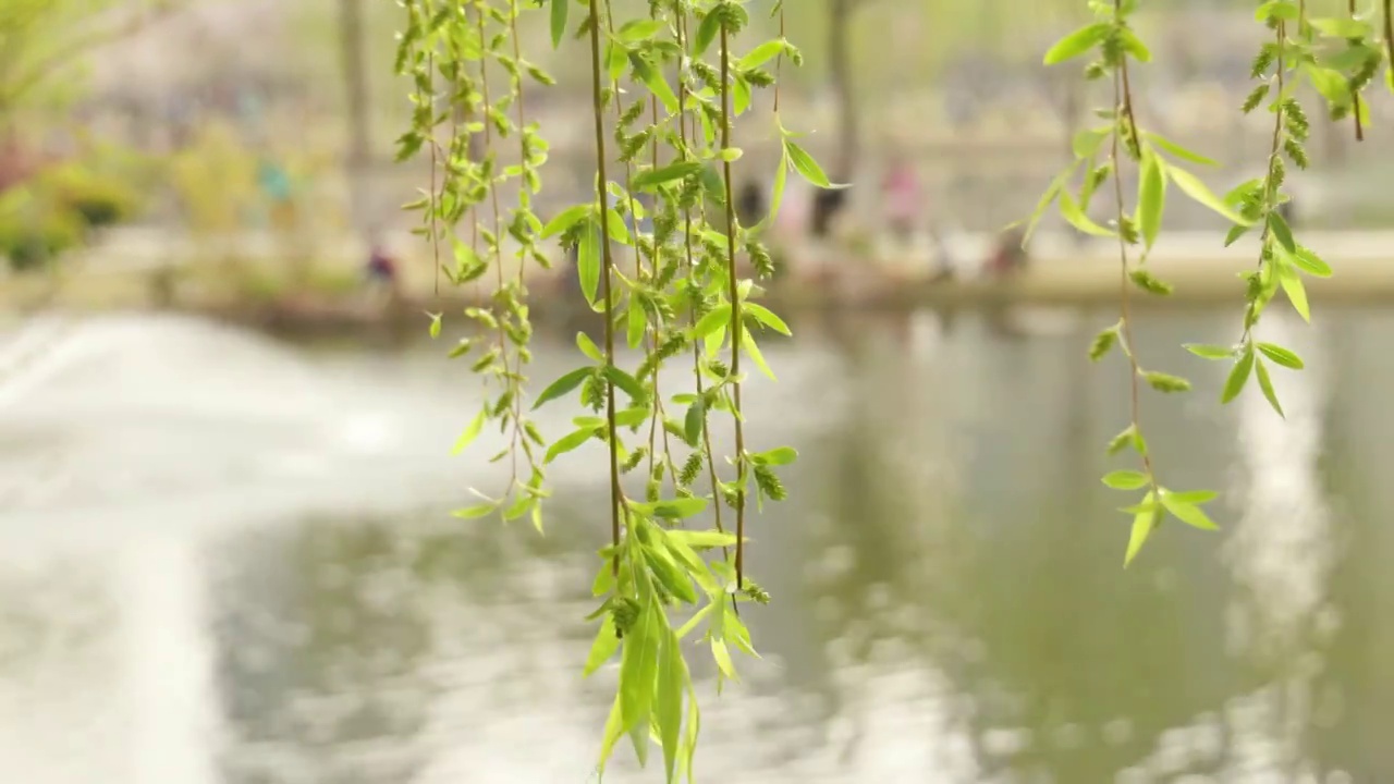 春暖花开，春天武汉西北湖广场湖边边的柳树和柳枝视频素材