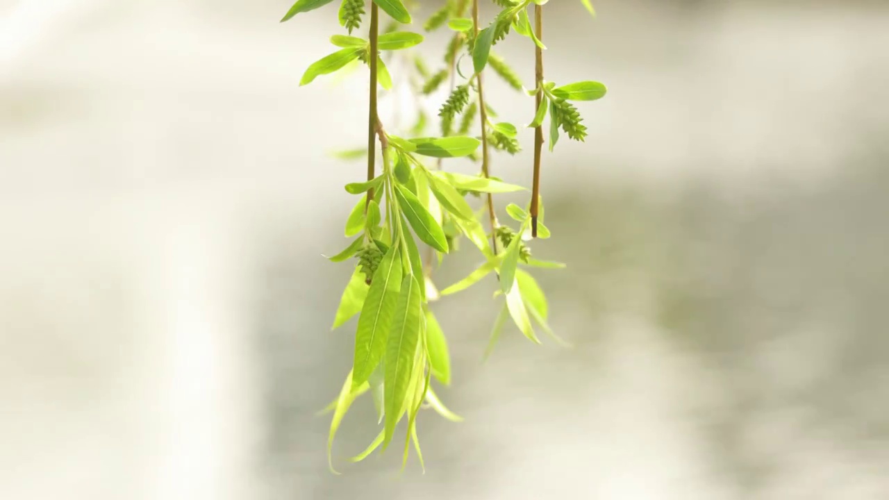 春暖花开，春天武汉西北湖广场湖边边的柳树和柳枝视频素材