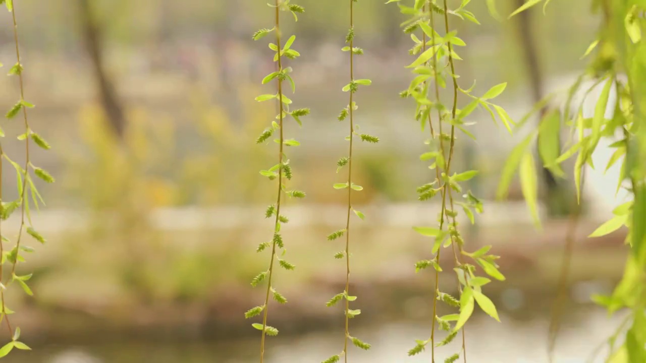 春暖花开，春天武汉西北湖广场湖边边的柳树和柳枝视频素材