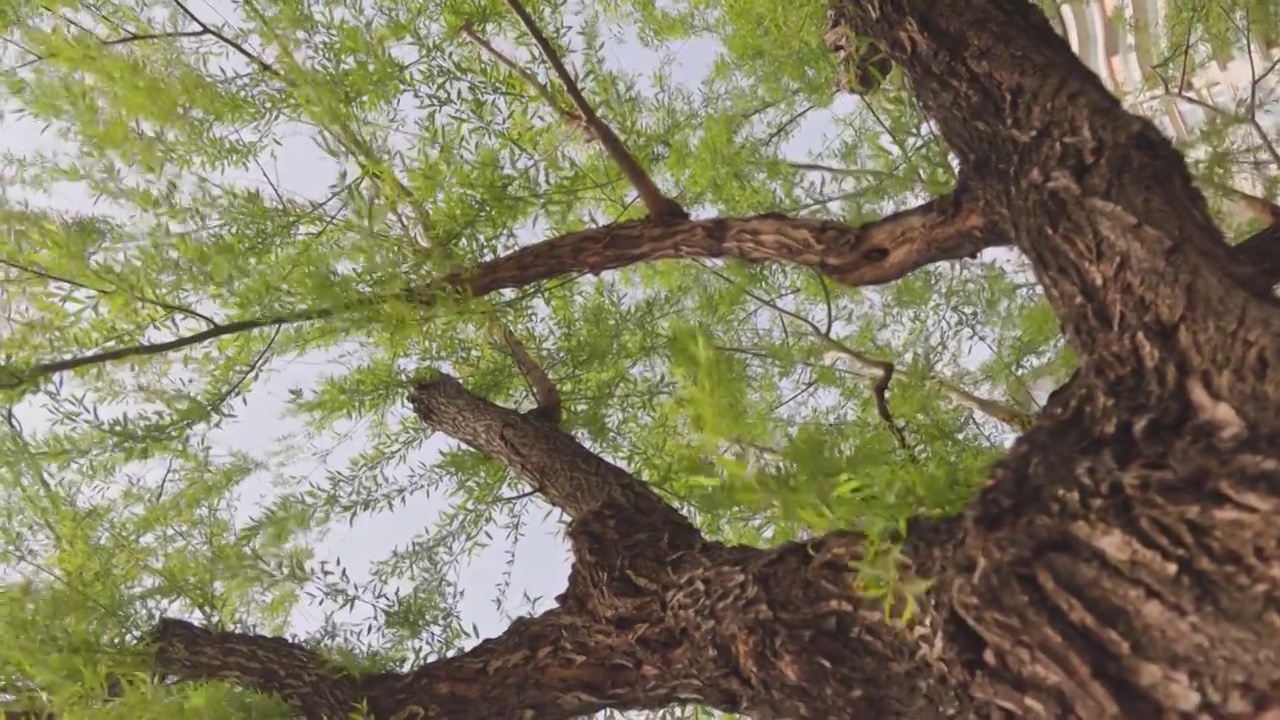 春暖花开，春天武汉西北湖广场湖边边的柳树和柳枝视频素材