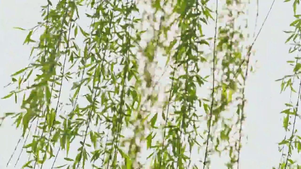 春暖花开，春天武汉西北湖广场湖边边的柳树和柳枝视频素材