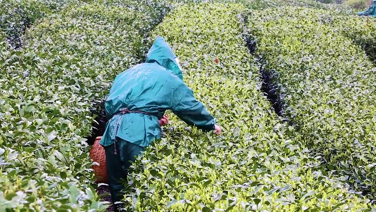 清明节临近，杭州西湖茅家埠茶园茶农冒雨采摘明前西湖龙井视频素材