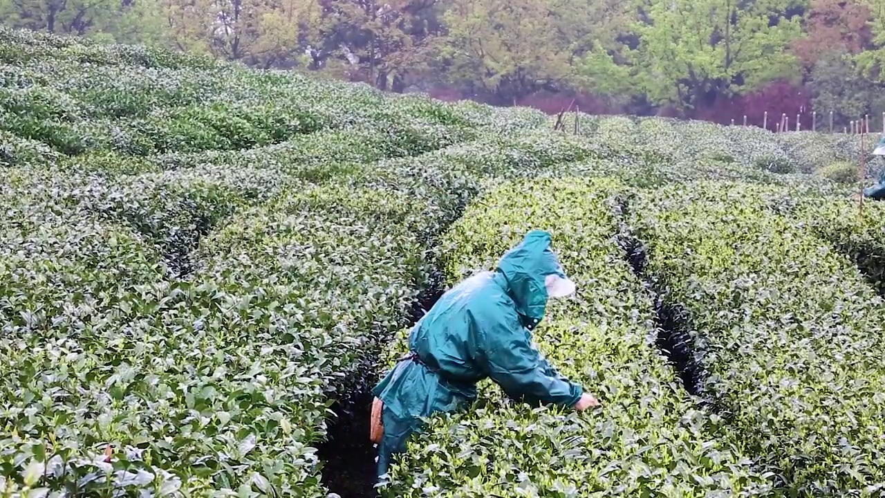 清明节临近，杭州西湖茅家埠茶园茶农冒雨采摘明前西湖龙井视频素材