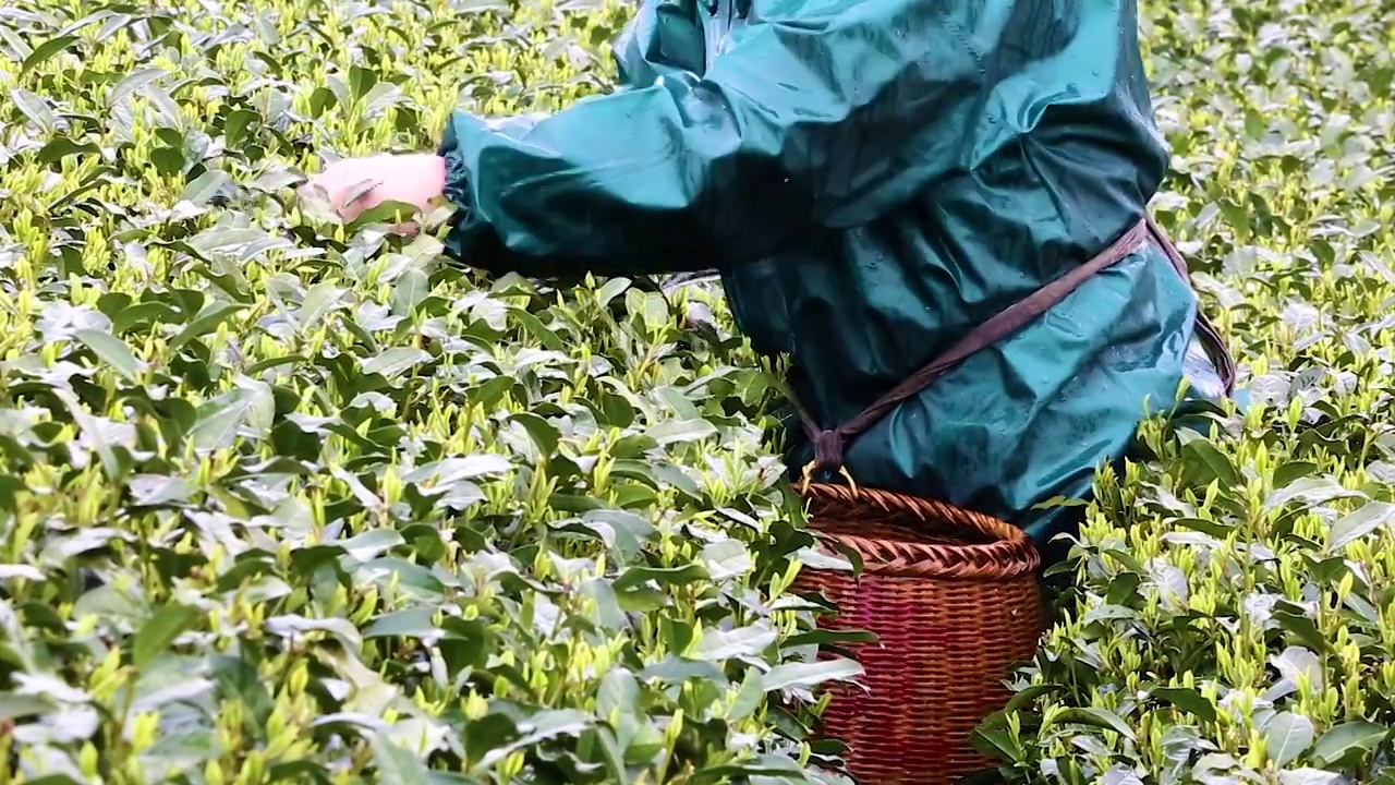 清明节临近，杭州西湖茅家埠茶园茶农冒雨采摘明前西湖龙井视频素材