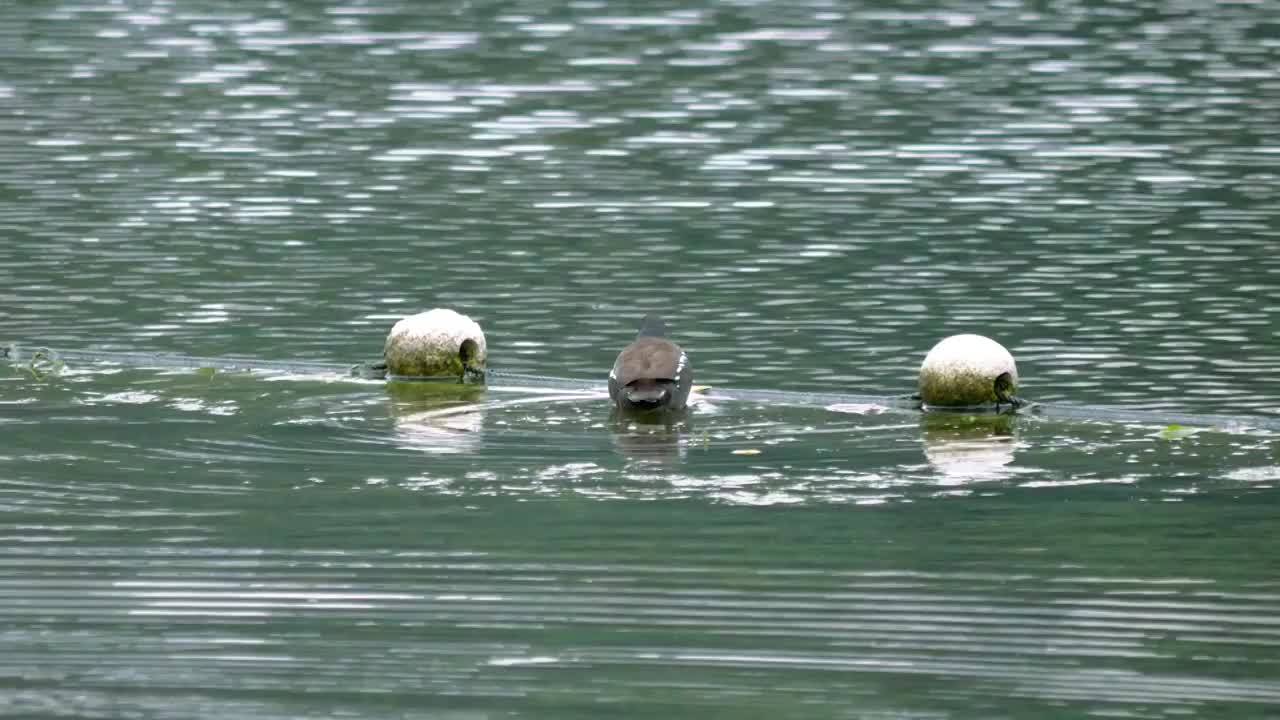 春意渐浓清晨湿地森林湖泊保护区内碧绿春水一只黑水鸭正在水中欢快游泳觅食嬉戏游弋鸣叫悠哉悠哉生活在水里视频素材