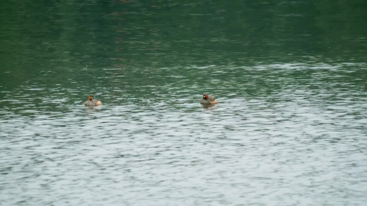 春天早晨碧绿湖水中两只小鷿鷈在自然森林公园生态保护区里游泳觅食嬉戏玩耍公园湖滨美丽环境生态树林湖泊视频素材