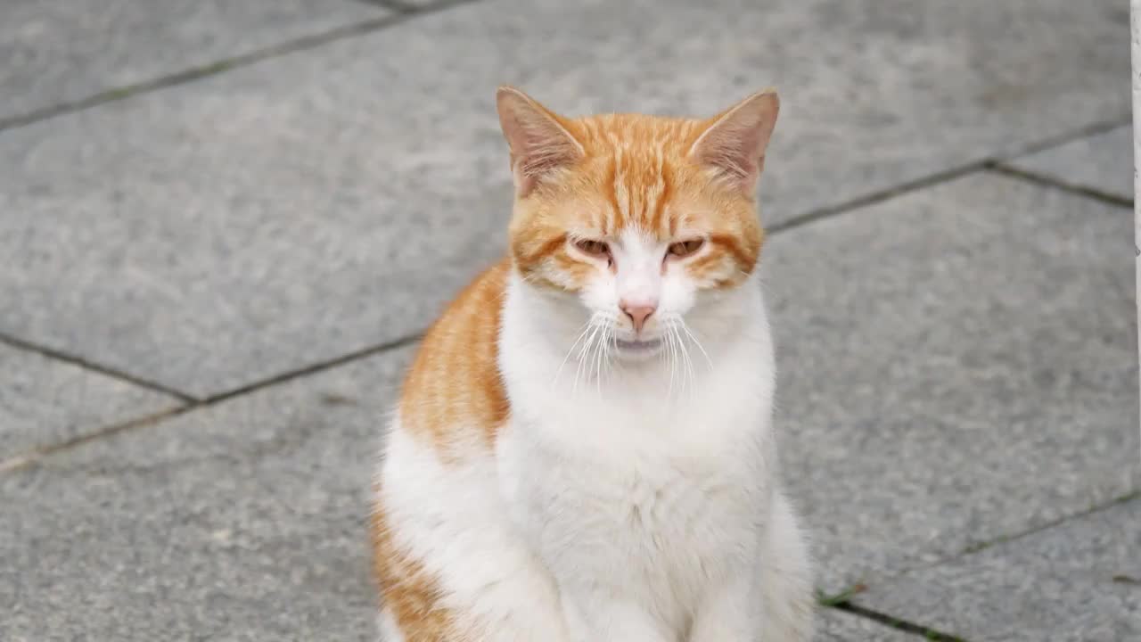 乖巧可爱的中华田园猫橘猫中国本土猫类毛色黄白相间正在放松休息四处张望散养流浪猫独自生活干净短毛毛茸茸视频素材