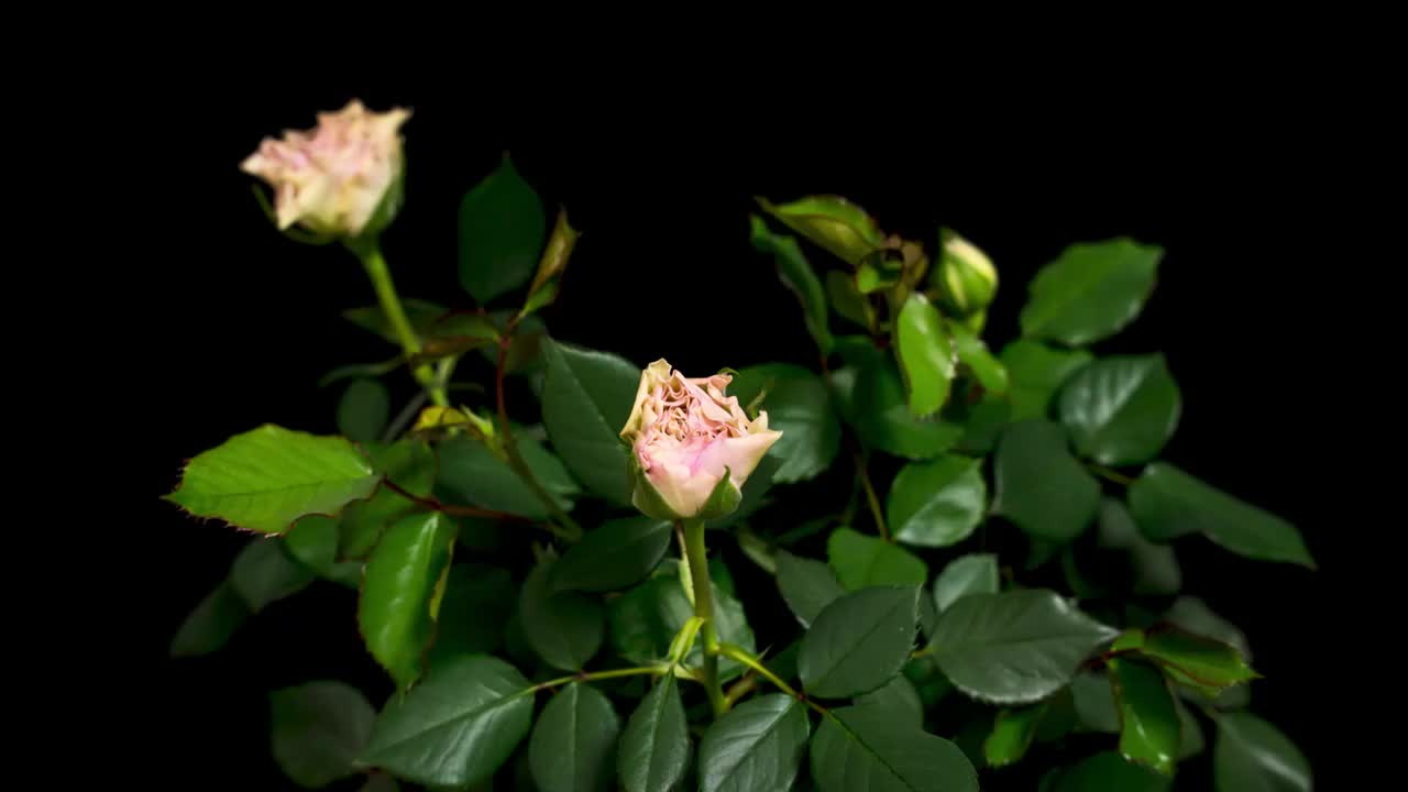 月季花（银色衬裙）盛开视频素材