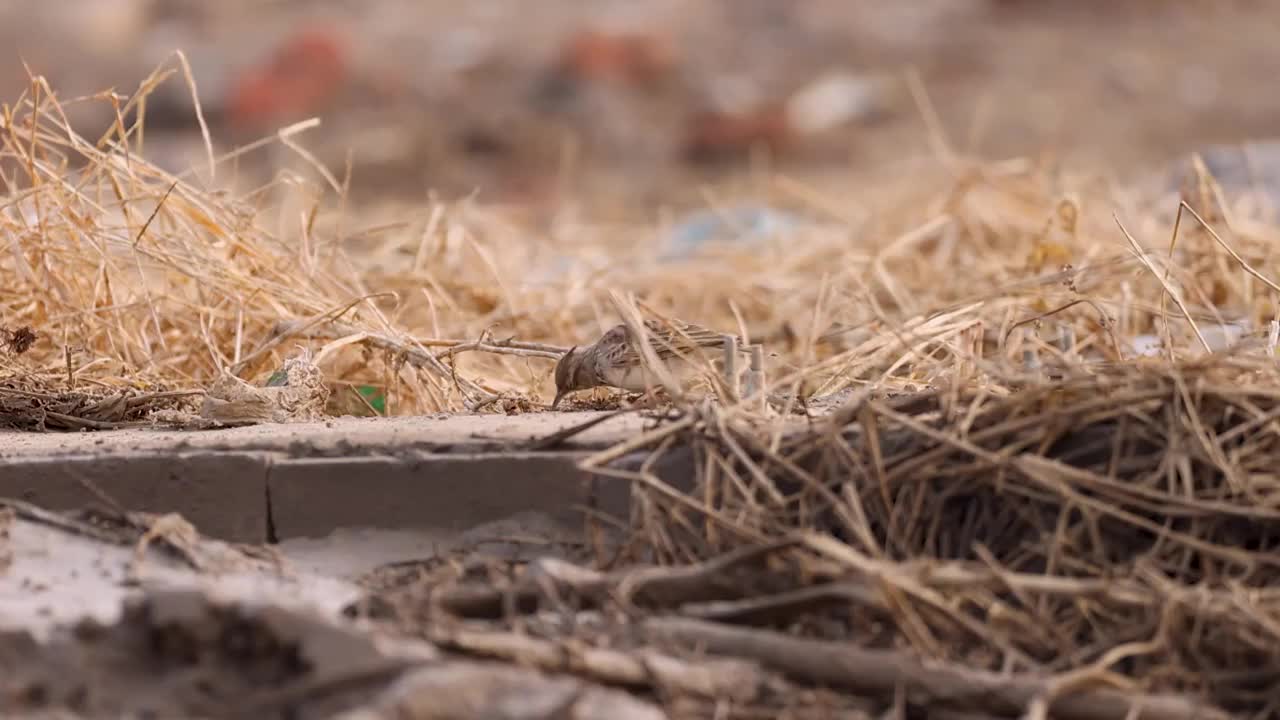 草地上的凤头百灵视频素材