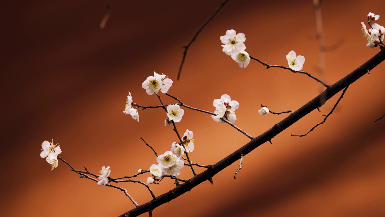 杭州西湖钱王祠红墙背景下的梅花特写视频素材