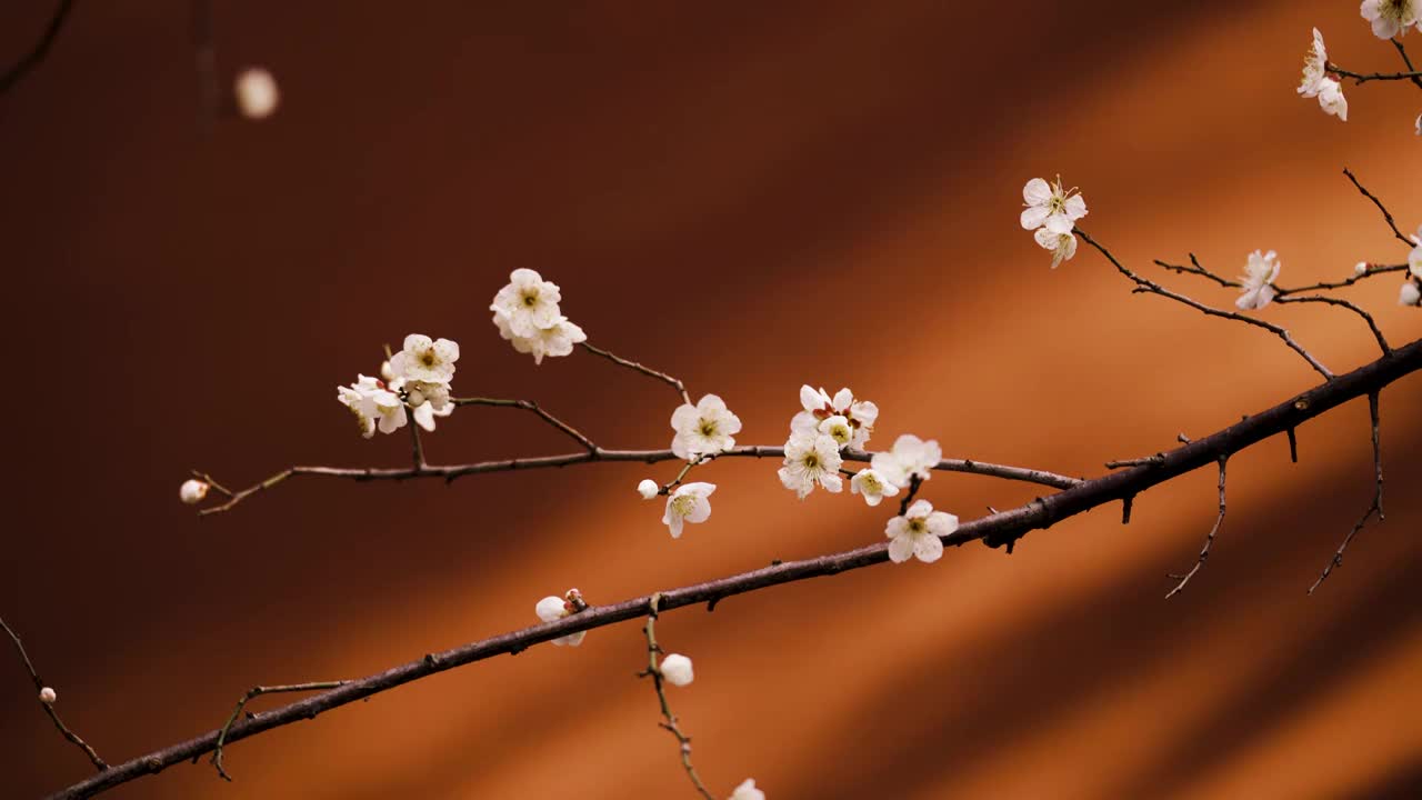 杭州西湖钱王祠红墙背景下的梅花特写视频素材