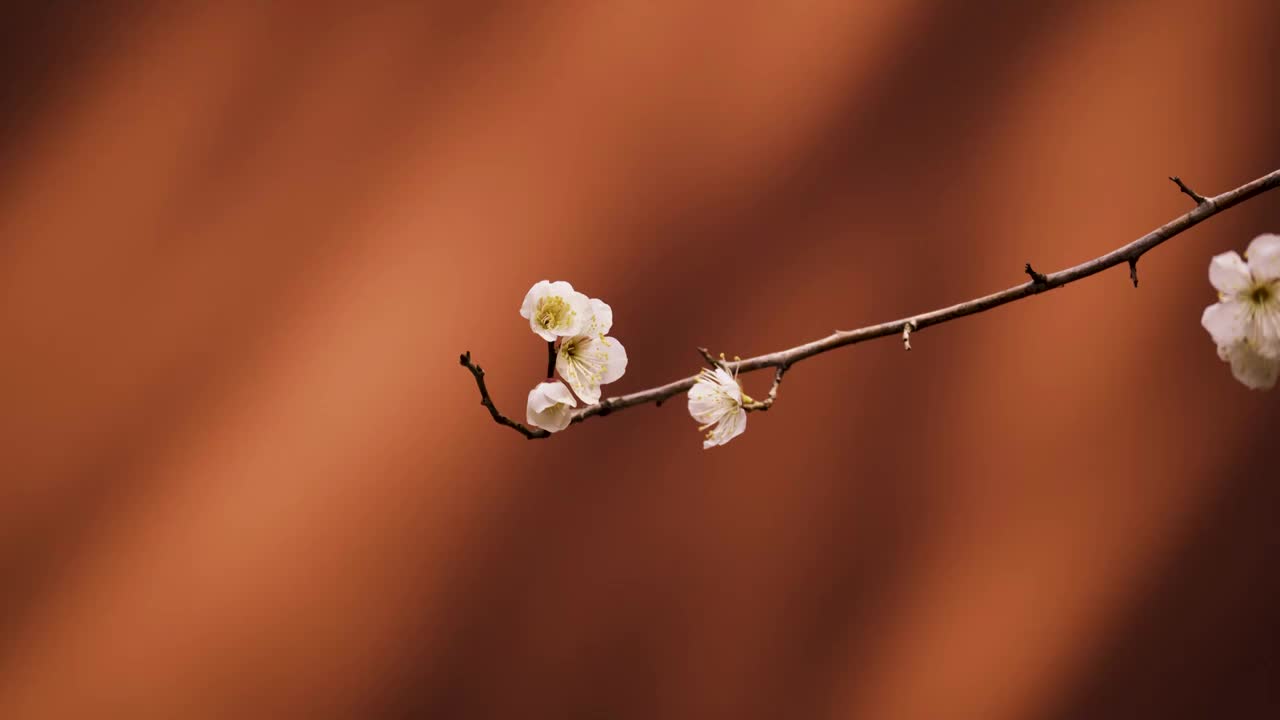 杭州西湖钱王祠红墙背景下的梅花特写视频素材