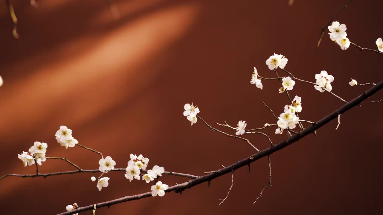 杭州西湖钱王祠红墙背景下的梅花特写视频素材