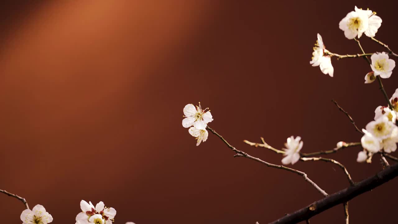 杭州西湖钱王祠红墙背景下的梅花特写视频素材