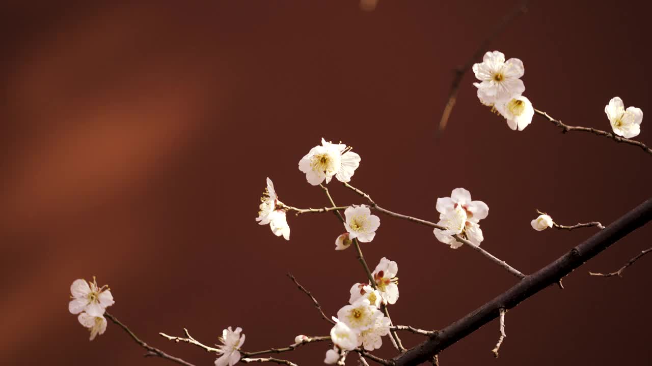 杭州西湖钱王祠红墙背景下的梅花特写视频素材