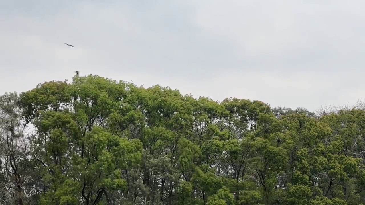 湖边森林中的鸟群鸟窝视频素材