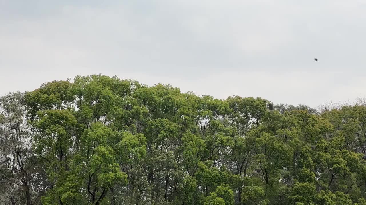 湖边森林中的鸟群鸟窝视频素材