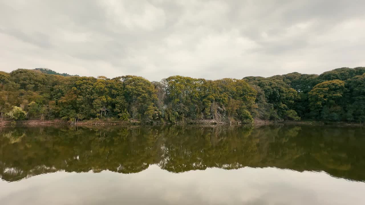 湖边森林中的鸟群鸟窝视频素材