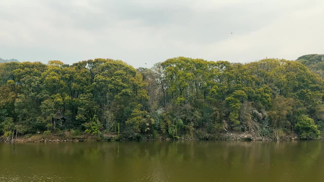 湖边森林中的鸟群鸟窝视频素材