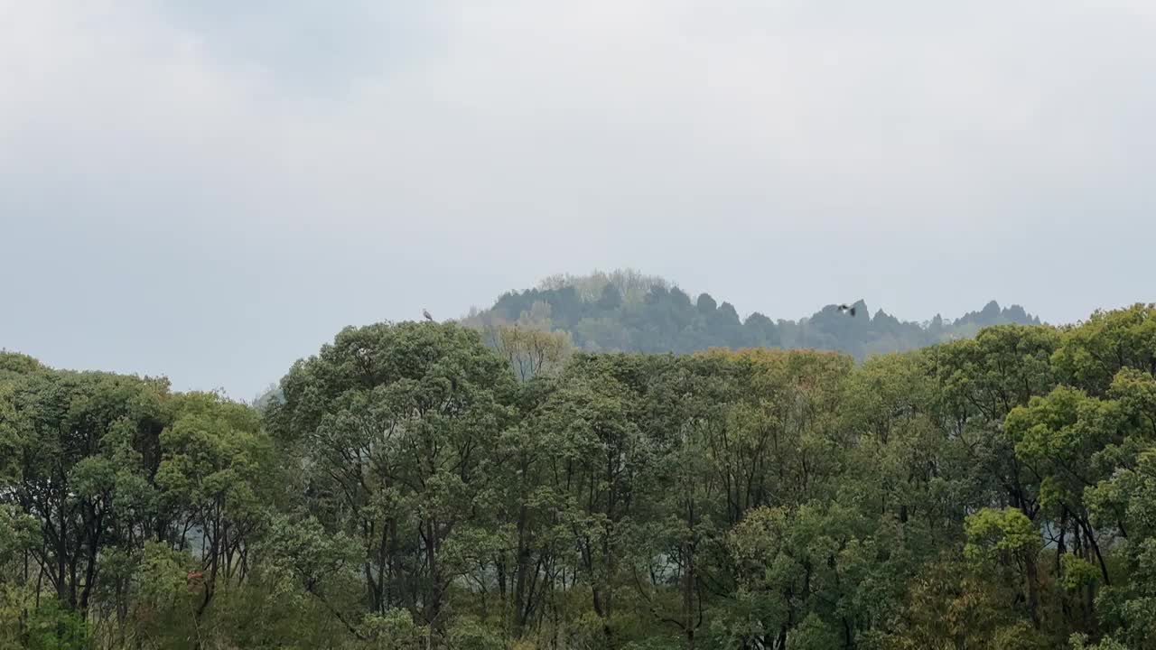 湖边森林中的鸟群鸟窝视频素材