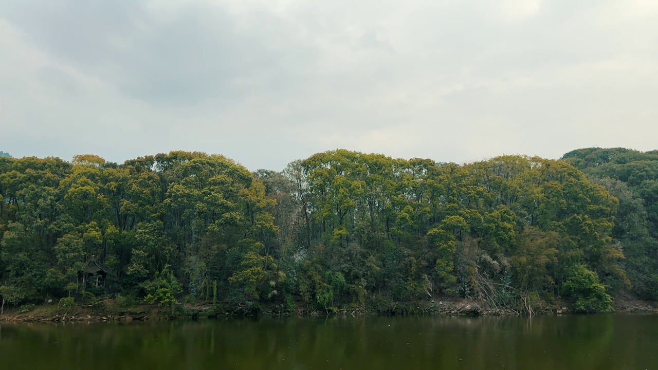 湖边森林中的鸟群鸟窝视频素材