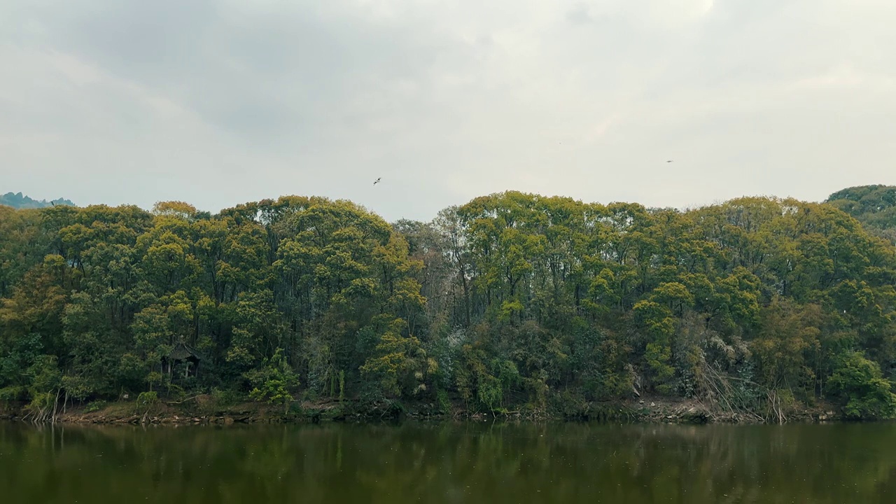 湖边森林中的鸟群鸟窝视频素材