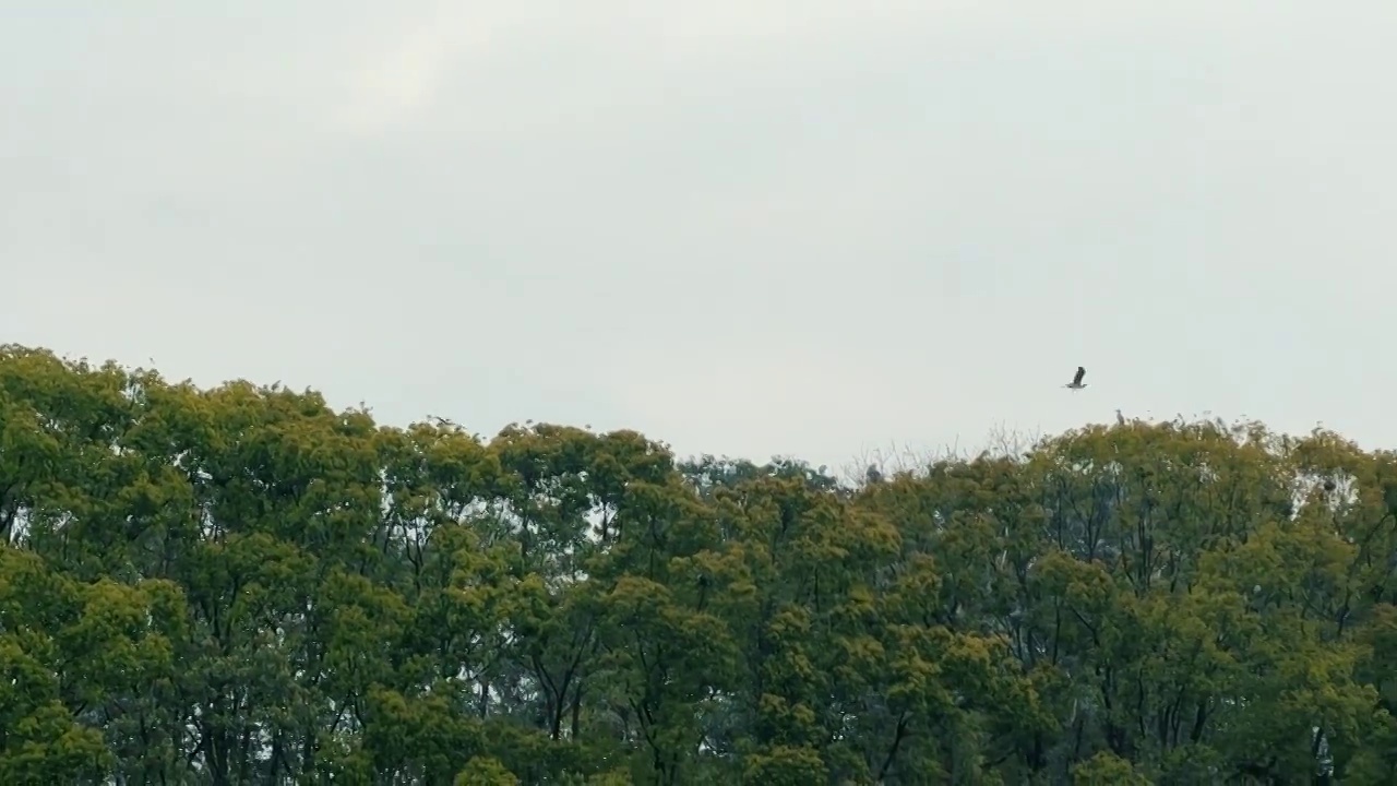 湖边森林中的鸟群鸟窝视频素材