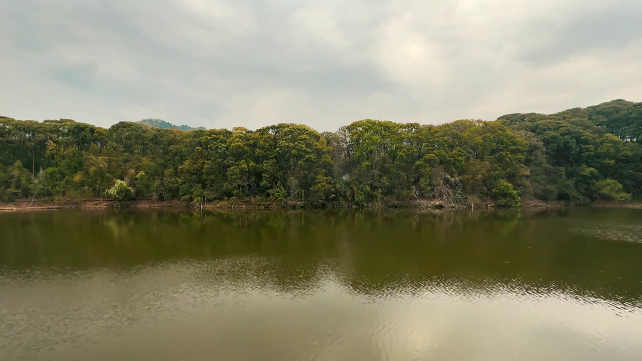 湖边森林中的鸟群鸟窝视频素材