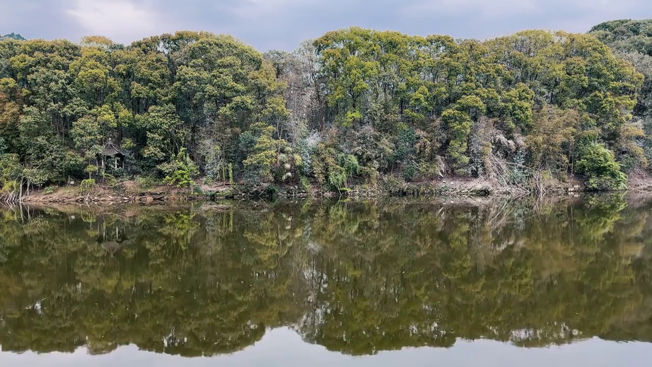 湖边森林中的鸟群鸟窝视频素材