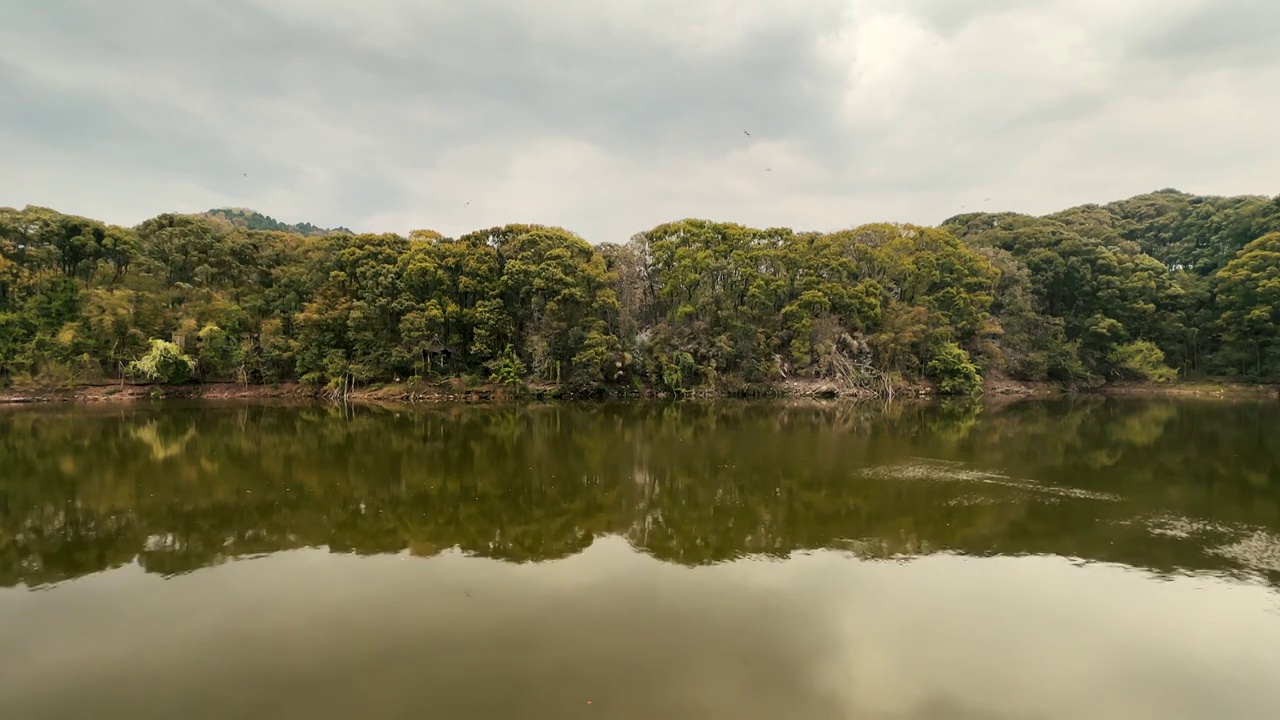 湖边森林中的鸟群鸟窝视频素材