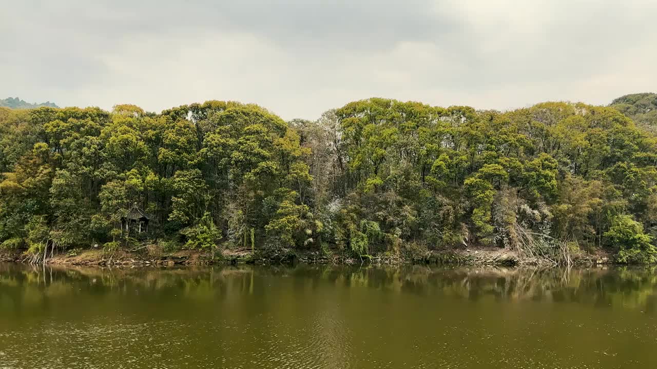 湖边森林中的鸟群鸟窝视频素材