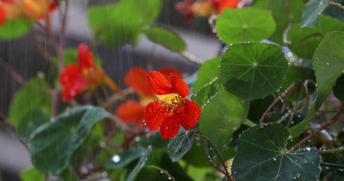 春天细雨淋湿盛开的花朵视频素材