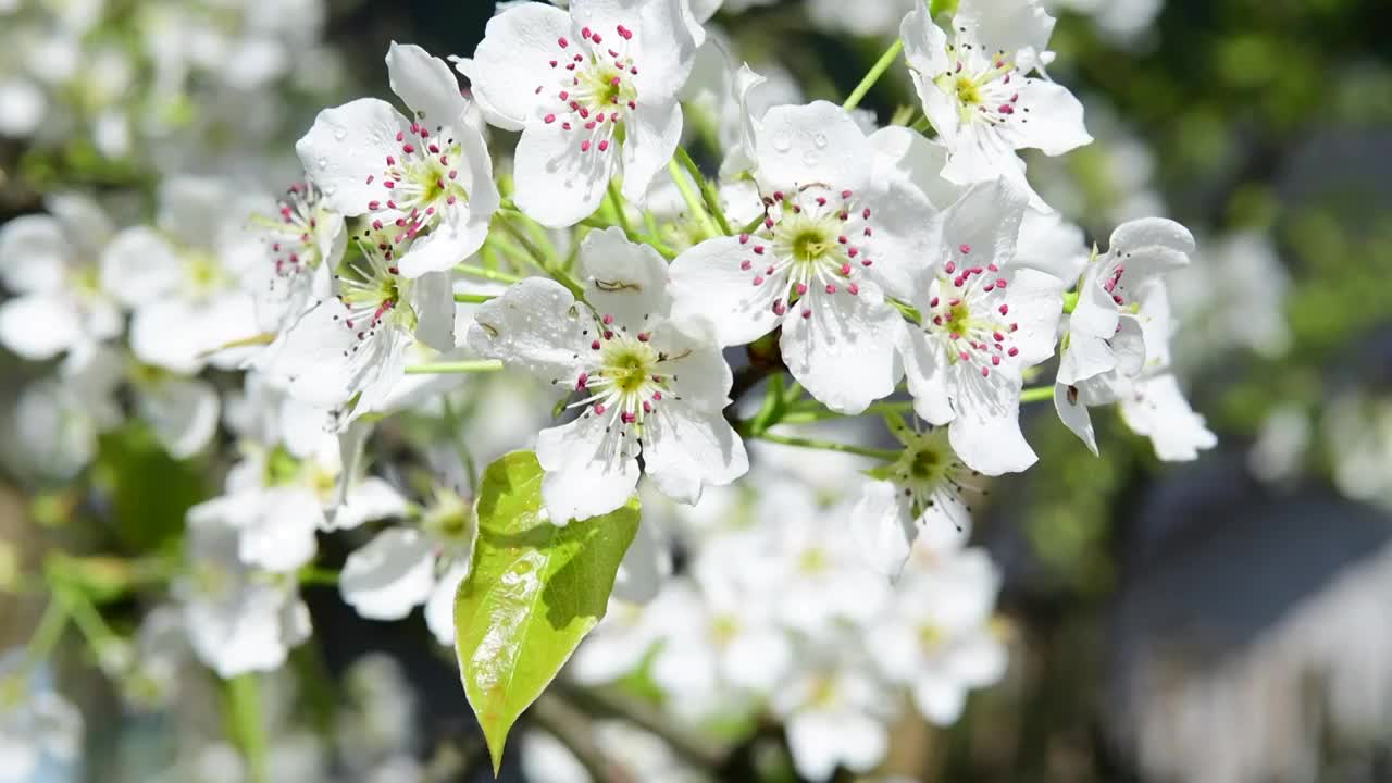 梨花视频素材