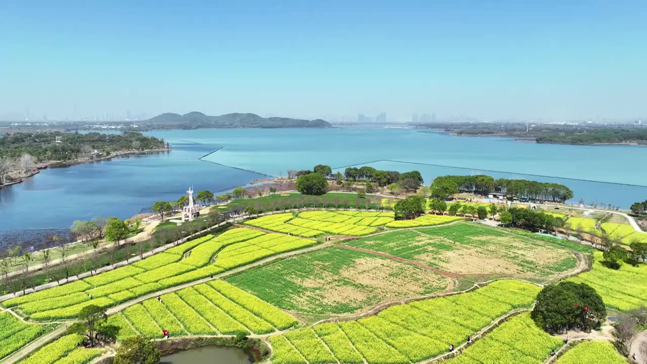 航拍乡村农业油菜花田自然风光视频素材