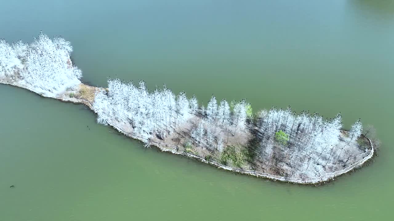 航拍武汉东湖湖景鸟岛自然风光视频素材