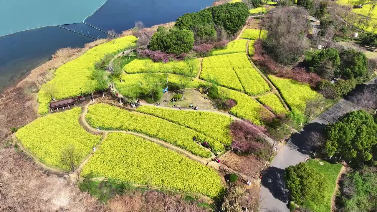 航拍武汉春天东湖绿道万国公园油菜花视频素材