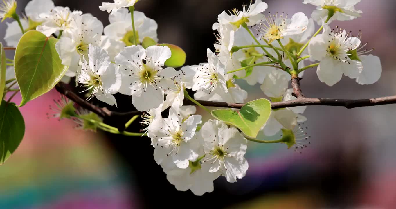 梨花视频素材