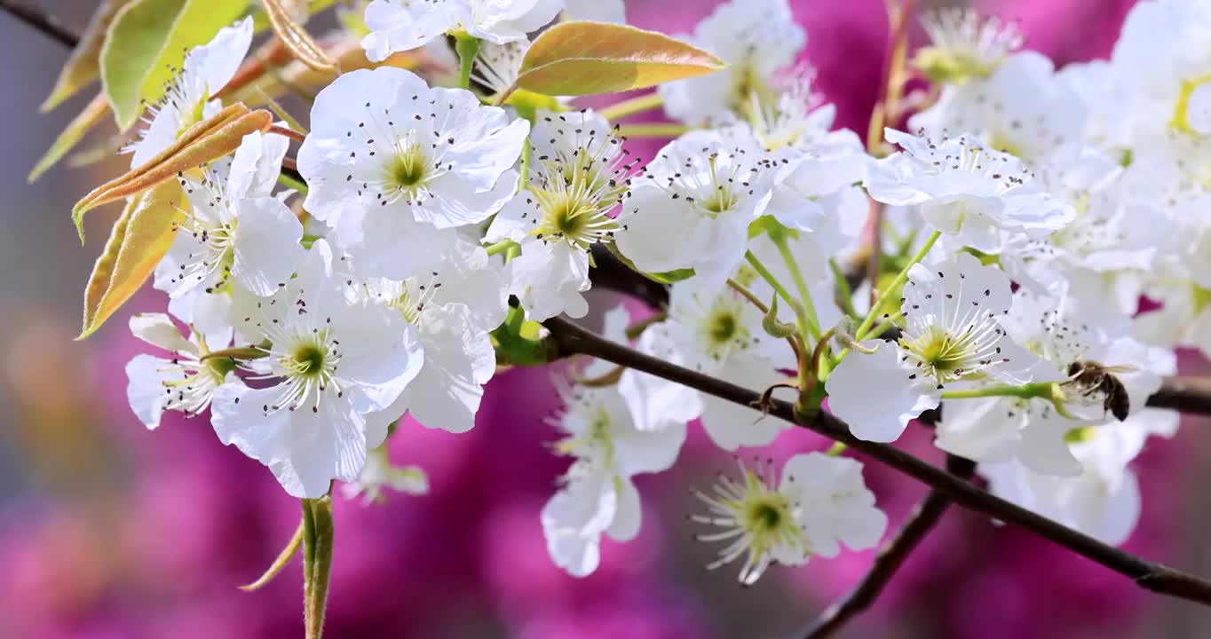 梨花视频素材