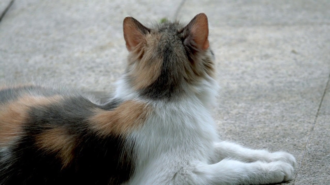 干净可爱的雌性小猫咪毛色均匀柔润有光泽三花猫灵巧背影小区公园地面上的中华田园长毛猫社区流浪猫生态问题视频素材