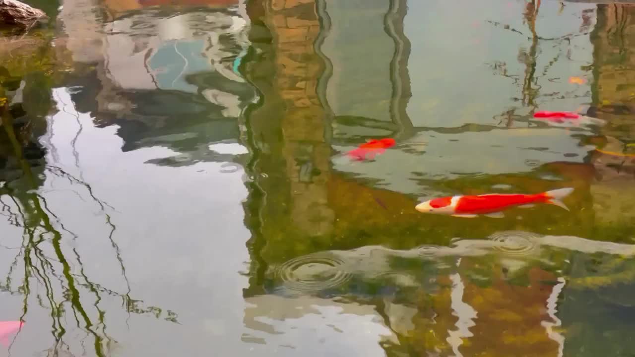 清明节拍摄的雨滴落在鱼池中视频素材